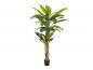 Preview: EUROPALMS Bananenbaum, Kunstpflanze, 240cm