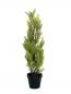 Preview: EUROPALMS Zypresse, Leyland, Kunstpflanze, 60cm