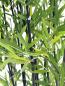 Preview: EUROPALMS Zierbambus in Dekoschale, künstlich, 180cm