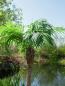 Preview: EUROPALMS Phönixpalme luxor, Kunstpflanze, 210cm