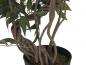 Preview: EUROPALMS Ficus Multi Spiralstamm, Kunstpflanze, 130cm