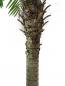 Preview: EUROPALMS Phönixpalme luxor, Kunstpflanze, 210cm