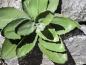 Preview: EUROPALMS Agave (EVA), künstlich, grün, 35cm