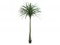 Preview: EUROPALMS Dracena, künstlich, grün, 220cm