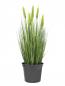 Preview: EUROPALMS Weizen Frühsommer, künstlich, 60cm