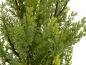Preview: EUROPALMS Zypresse, Leyland, Kunstpflanze, 60cm