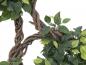 Preview: EUROPALMS Ficus Multi Spiralstamm, Kunstpflanze, 160cm