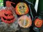 Preview: EUROPALMS Halloween Kürbis im Spinnennetz, 25cm