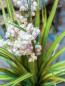 Preview: EUROPALMS Glockenblume, Kunstblume, rose, 105cm