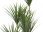 Preview: EUROPALMS Yucca Palme, Kunstpflanze, 130cm