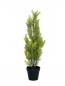 Preview: EUROPALMS Zypresse, Leyland, Kunstpflanze, 60cm