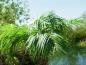 Preview: EUROPALMS Phönixpalme luxor, Kunstpflanze, 210cm