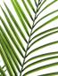 Preview: EUROPALMS Großblatt-Areca, Kunstpflanze, 165cm