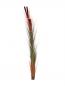 Preview: EUROPALMS Schilfgras mit Kolben, künstlich, hellbraun, 152cm