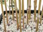 Preview: EUROPALMS Zierbambus in Dekoschale, künstlich, 150cm