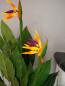 Preview: EUROPALMS Strelitzie, Kunstpflanze, 90cm