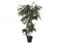 Preview: EUROPALMS Ficus Multi Spiralstamm, Kunstpflanze, 130cm