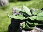 Preview: EUROPALMS Agave (EVA), künstlich, grün, 35cm