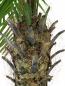 Preview: EUROPALMS Phönixpalme luxor, Kunstpflanze, 210cm