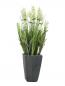 Preview: EUROPALMS Lavendel, Kunstpflanze, cremefarben, im Dekotopf, 45cm