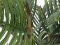 Preview: EUROPALMS Kentia Palme, Kunstpflanze, 140cm