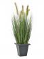 Preview: EUROPALMS Moorgras im Dekotopf, künstlich, 60cm