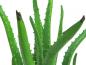 Preview: EUROPALMS Aloe-Vera-Pflanze, Kunstpflanze, 63cm