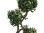 Preview: EUROPALMS Ficus Multi Spiralstamm, Kunstpflanze, 160cm