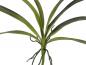 Preview: EUROPALMS Orchideenblatt (EVA), künstlich, grün, 45cm