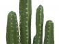 Preview: EUROPALMS Mexikanischer Kaktus, Kunstpflanze, grün, 123cm