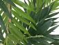 Preview: EUROPALMS Parlour Palme, Kunstpflanze, 150cm