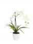 Preview: EUROPALMS Orchideen-Arrangement 1, künstlich