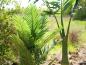 Preview: EUROPALMS Kentia Palme, Kunstpflanze, 140cm