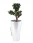 Preview: EUROPALMS Bonsai Podocarpus, Kunstpflanze, 80cm
