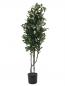 Preview: EUROPALMS Schefflera, künstlich, 90cm