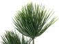Preview: EUROPALMS Papyrus, Kunstpflanze, 100cm