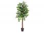 Preview: EUROPALMS Ficus-Benjamini Multi-Stamm, Kunstpflanze, 150cm