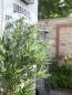 Preview: EUROPALMS Bambus Multistamm, Kunstpflanze, 180cm