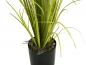 Preview: EUROPALMS Jasmingras, Kunstpflanze, weiß, 130 cm