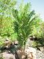 Preview: EUROPALMS Kentia Palme, Kunstpflanze, 140cm