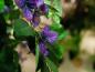 Preview: EUROPALMS Bougainvillea, lavendel, Kunstpflanze, 150cm