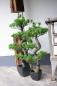 Preview: EUROPALMS Bonsai Pinie, Kunstpflanze, 95cm