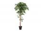 Preview: EUROPALMS Ficus Longifolia, Kunstpflanze, 165cm