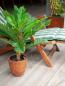 Preview: EUROPALMS Cycas Palme, Kunstpflanze, 70cm