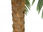 Preview: EUROPALMS Phönix Palme deluxe, Kunstpflanze, 250cm