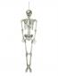 Preview: EUROPALMS Halloween Skelett, 150 cm