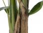 Preview: EUROPALMS Bananenbaum, Kunstpflanze, 120cm