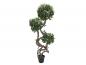Preview: EUROPALMS Ficus Multi Spiralstamm, Kunstpflanze, 160cm