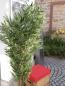 Preview: EUROPALMS Bambus Multistamm, Kunstpflanze, 180cm