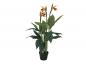 Preview: EUROPALMS Strelitzie, Kunstpflanze, 90cm